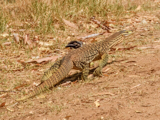 Sand Goanna (Varanus gouldii) in Australia