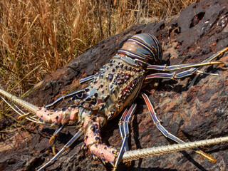 Painted Crayfish (Panulirus versicolor) in Australia