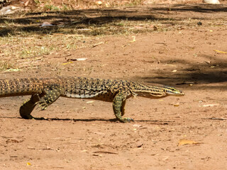Sand Goanna (Varanus gouldii) in Australia