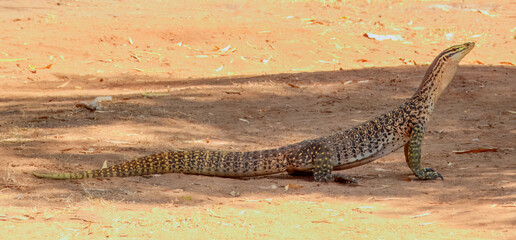 Sand Goanna (Varanus gouldii) in Australia