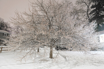 tree in icicle during freezing rain in residential district