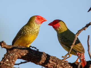 Star Finch (Neochmia ruficauda) in Australia