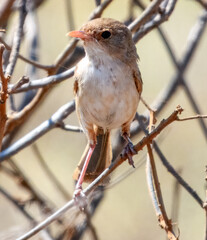 White-winged Fairy-wren (Malurus leucopterus) in Australia