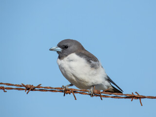 White-breasted Woodswallow (Artamus leucorynchus) in Australia