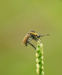 Toxophora on a plant shoot