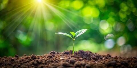 Fototapeta premium A small green sprout emerges from rich soil, bathed in sunlight, representing growth, new beginnings, and the power of nature.