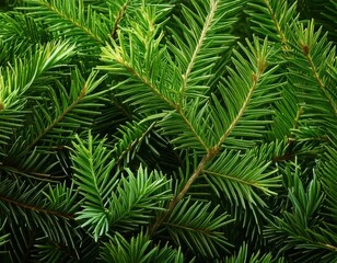 Fototapeta premium christmas pine tree branches fir texture closeup background