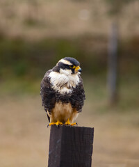 The gray falcon is a species of bird endemic and sedentary in Argentina, Bolivia, Paraguay, and Uruguay, where it is considered an abundant bird.