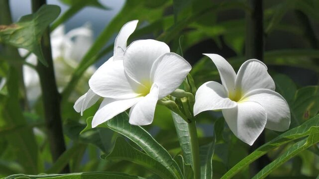 White frangipani flowers, also known as kalachuchi, steady footage 