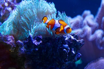 An adorable orange clownfish or adorable orange clownfish or clown anemonefish (Amphiprion percula) swimming merrily among the tentacles of its sea anemone home on the coral reef seabed in warmer 