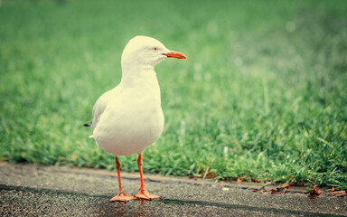 seagull on the grass