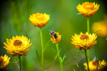 Bee Among Strawflowers