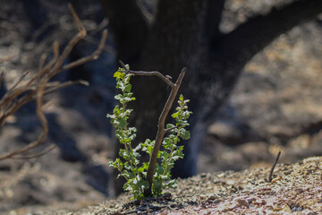 Mountain Landscape at Figueroa Mountain, Los Padres National Forest