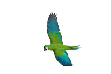 Beautiful flying Chestnut-Fronted Macaw parrot isolated on transparent background png file