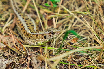 Lizard sand Lizard - Eidechse 