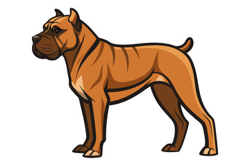 Bullmastiff dog isolated on white background. english bulldog puppy