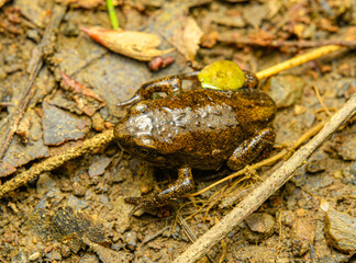 young European fire-bellied toad (Bombina bombina) on the ground