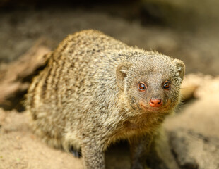 banded mongoose (Mungos mungo) staring