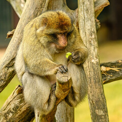 barbary macaque (Macaca sylvanus) looking on food in hand