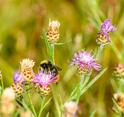 bumblebee (Bombus) on a pink flower