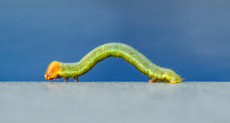 green caterpillar with orange head crawling