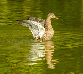mallard wild duck (Anas platyrhynchos) female stretching wings in water