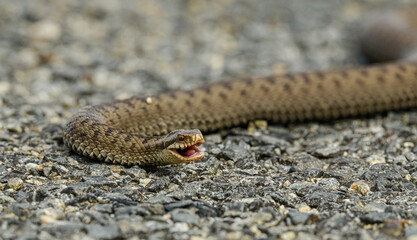 common European adder or viper (Vipera berus)