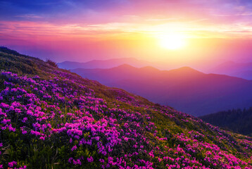 Obraz premium amazing flowering red pink rhododendrons flowers in the mountains, amazing panoramic nature scenery 