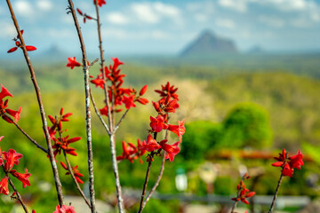 Red Brachychiton 'Robin Hood' bidwillii flower with Glasshouse mountains in the background, QLD, Australia