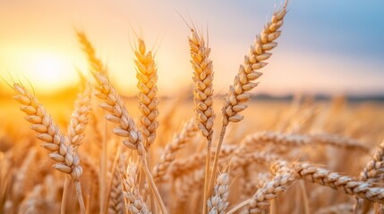 Fototapeta premium Golden Wheat Field at Sunset Agriculture Harvest