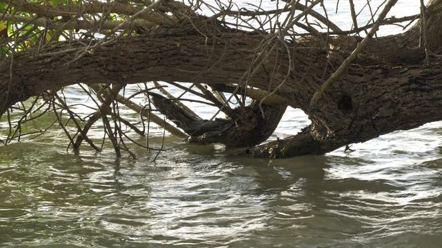 Steady footage of a bent tree with branches in the water 