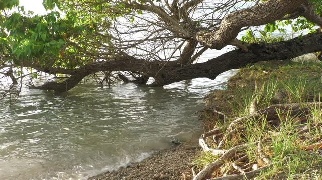 Wide shot up of a bent tree with branches in the water, steady footage 
