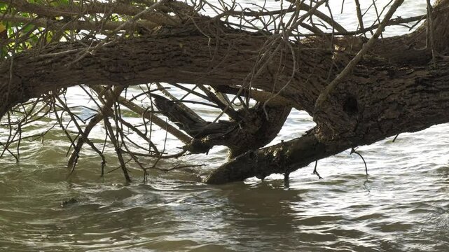 Close up of a bent tree with branches in the water, steady footage 