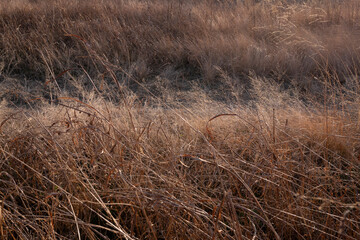Dried yellow grasses of winter