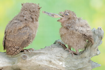 Two young Javan scops owls are preying on a skink. This nocturnal bird has the scientific name Otus lempiji.