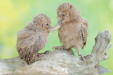 Two young Javan scops owls are preying on a skink. This nocturnal bird has the scientific name Otus lempiji.