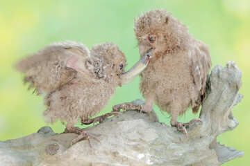 Two young Javan scops owls are preying on a skink. This nocturnal bird has the scientific name Otus...