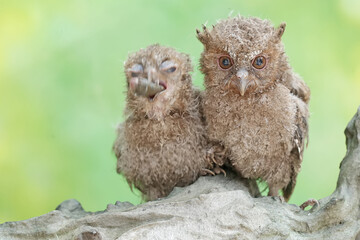 Two young Javan scops owls are preying on a skink. This nocturnal bird has the scientific name Otus lempiji.