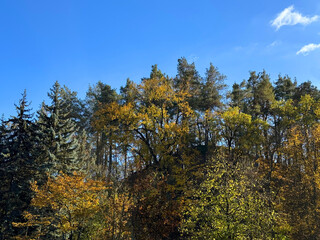 Autumn trees in woodland on the hill. 