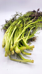 赤からし菜・カラシ菜・芥子菜・茎／red mustard greens・stem・stalk／붉은 겨자・줄기