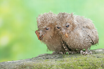 Two young Javan scops owls are preying on crickets. This nocturnal bird has the scientific name Otus lempiji.