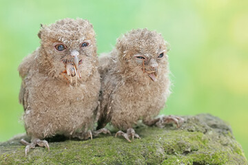 Two young Javan scops owls are preying on crickets. This nocturnal bird has the scientific name...