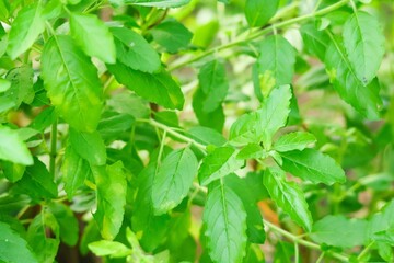 green leaves background