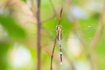 Dragonfly on a branch in a tropical forest.