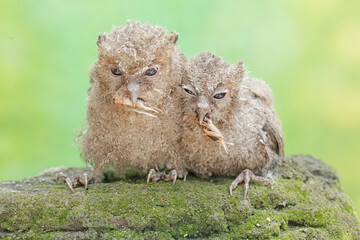 Two young Javan scops owls are preying on crickets. This nocturnal bird has the scientific name...