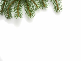 Obraz premium Background with Christmas tree branches, on a white background