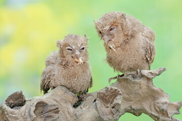 Two young Javan scops owls are preying on crickets. This nocturnal bird has the scientific name Otus lempiji.