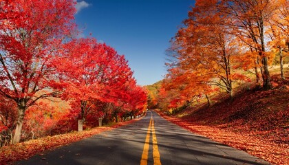 Obraz premium autumn in the forest