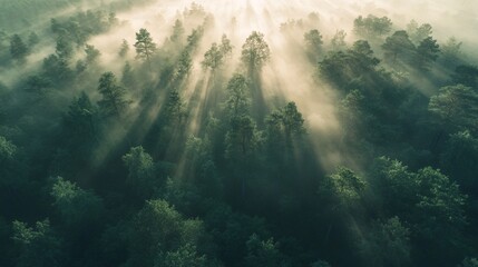 Obraz premium 22.A peaceful aerial perspective of a fog-covered forest in Bakkeveen at dawn, with soft rays of sunlight breaking through the misty canopy. The light creates a mystical, dream-like atmosphere,