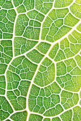 Fototapeta premium Closeup of a plant leaf, mosaic pattern of cells and veins, nature texture
